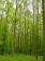 Nabywanie lasów i gruntów do zalesienia